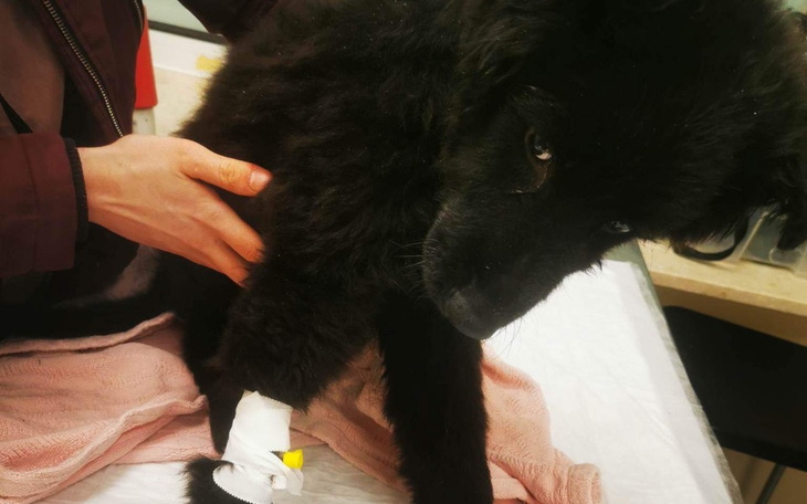 Zbiórka Wykończone psie dziecko - zdjęcie główne