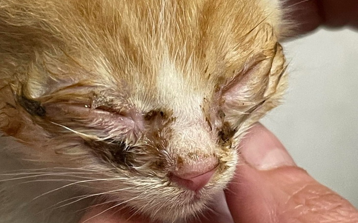 Zbiórka Koci katar ratujemy oczka pomocy - zdjęcie główne