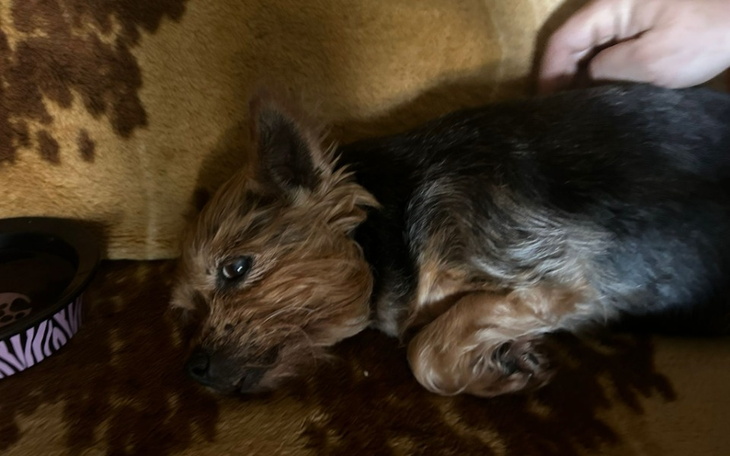 Zbiórka Na ratowanie Perelki - zdjęcie główne