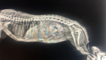 Zbiórka Blanka - pełna diagnostyka - miniaturka zdjęcia