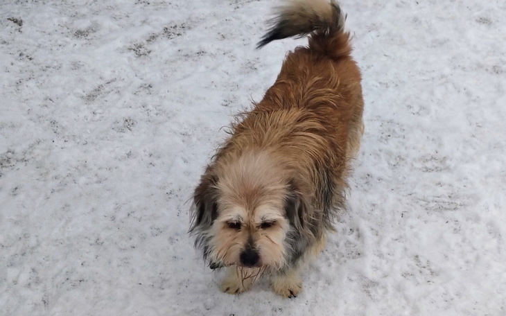 Pies na śniegu, z brązowym futrem, bawi się w zimowej scenerii.