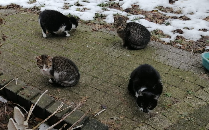 Cztery koty bawiące się na zewnątrz w zimowej scenerii.