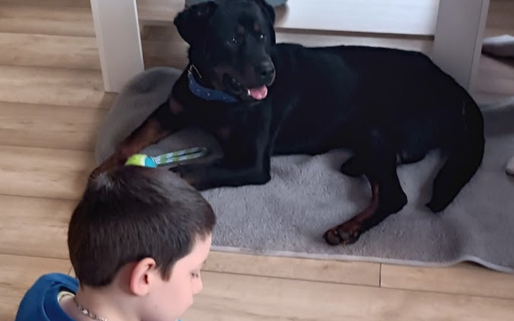 Rottweiler leżący na podłodze, obok bawiący się chłopiec.