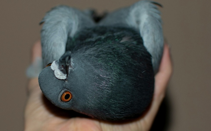 Zbiórka pmv, ospa i inne - zdjęcie główne