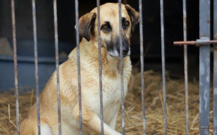 Zbiórka Dino - zdjęcie główne