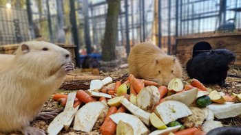 Zbiórka Karmimy w Nutriowisku VI 2026 - miniaturka zdjęcia