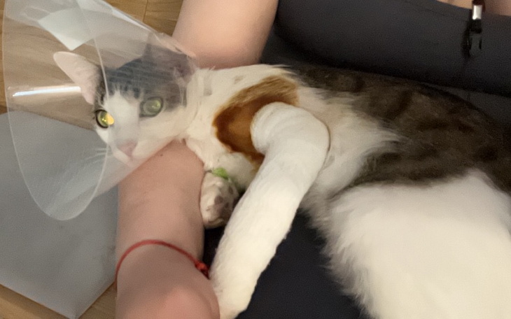 Zbiórka Złamana łapka - zdjęcie główne