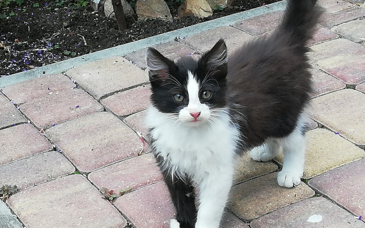 Zbiórka Długowłosy panleukopenia - zdjęcie główne