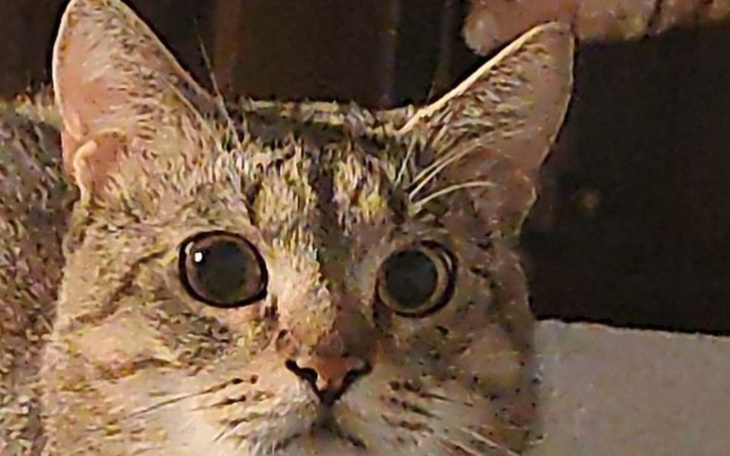 Zbiórka Na kocura Zenka - zdjęcie główne