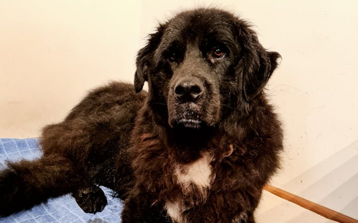 Zbiórka Świąteczna zbiórka na Adopciaki - zdjęcie główne