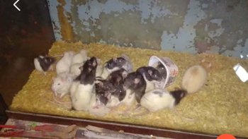 Zbiórka Szczury z akwarium - miniaturka zdjęcia