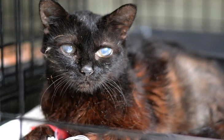 Zbiórka Bukietka - skazana na cierpienie - zdjęcie główne