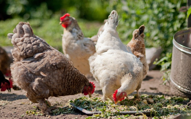 Zbiórka Jedzenie dla kurek i kaczek - zdjęcie główne