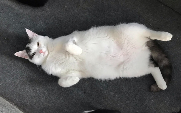 Zbiórka Na pomoc kociakom - wrzesień - zdjęcie główne