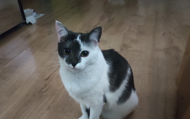 Zbiórka Milka walczy z mięsakiem - zdjęcie główne