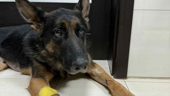 Zbiórka Demon walczy o życie - miniaturka zdjęcia