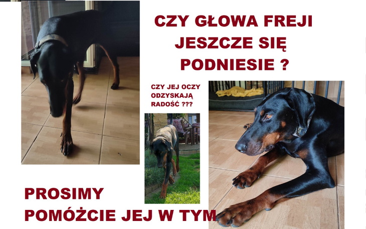 Pies Freja potrzebuje pomocy, aby podnieść głowę i odzyskać radość.