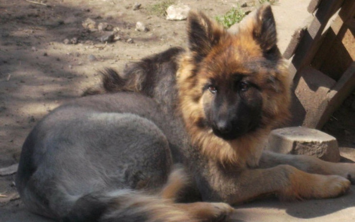 Zbiórka Podarujmy Amiji spokojne życie - zdjęcie główne