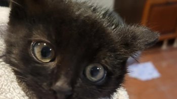 Zbiórka Kot na Grobie, Kot w Agonii - miniaturka zdjęcia