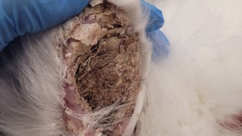 Zbiórka Szokujące znalezisko w śmietniku - miniaturka zdjęcia