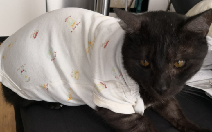 Zbiórka Ratujmy Drogonka!!! - zdjęcie główne