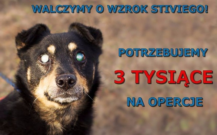 Zbiórka Walczymy o wzrok STIVIEGO - zdjęcie główne
