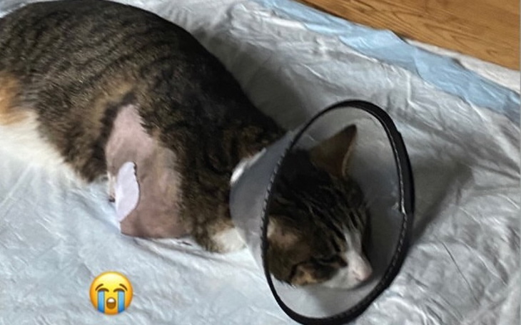 Zbiórka Ratujmy kotka - zdjęcie główne