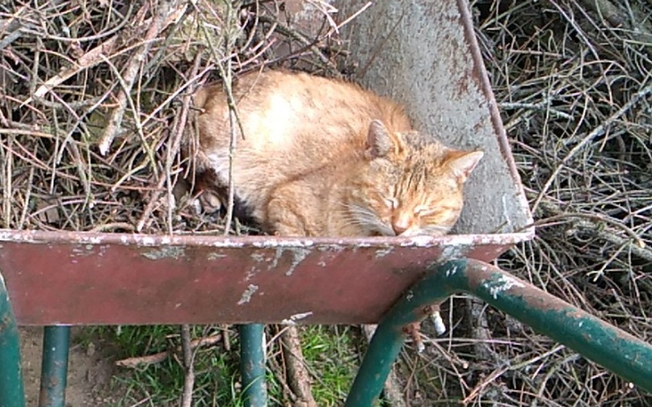 Zbiórka kotka Mela szuka domu - zdjęcie główne