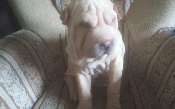 Zbiórka zbieramyna kubusiam chorą łapke - zdjęcie główne