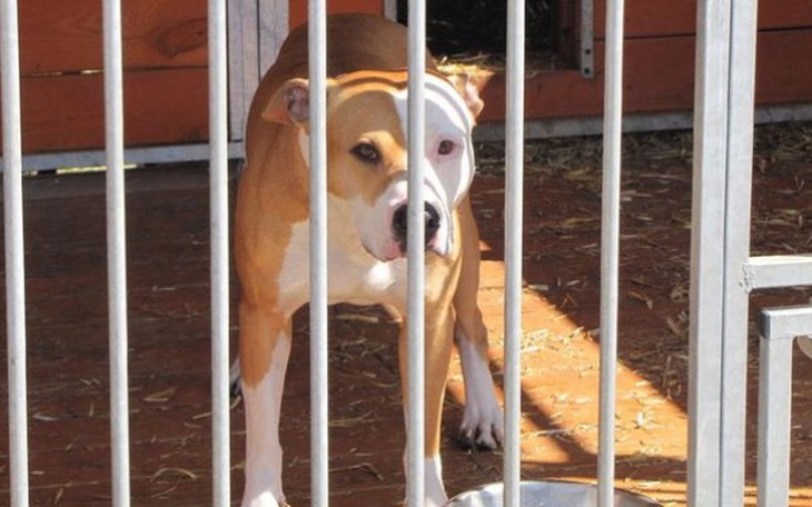 Zbiórka Pomoc bezpańskim zwierzętom - zdjęcie główne