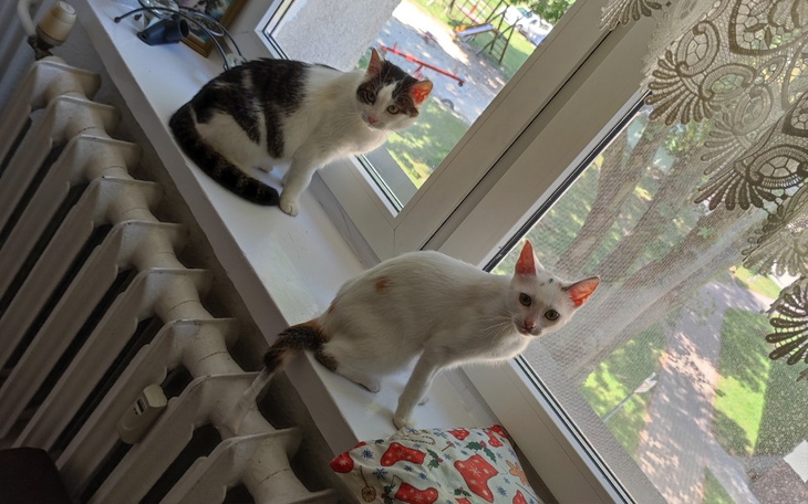 Zbiórka Diagnoza i leczenie Loli i Perły - zdjęcie główne