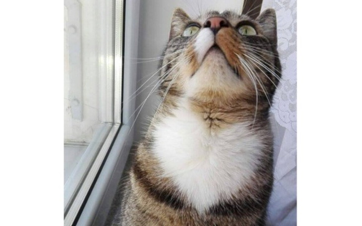 Zbiórka ogromne serce zwierząt - pomóż - zdjęcie główne