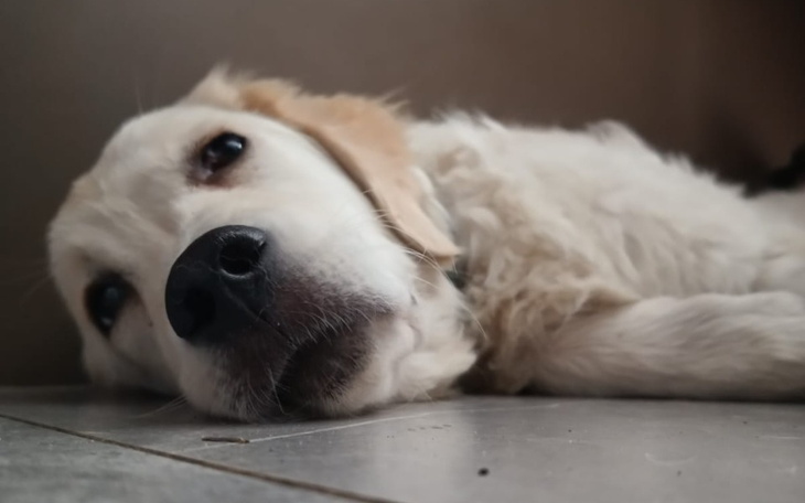 Zbiórka Na leczenie Neli - zdjęcie główne