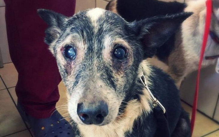 Zbiórka Wyciągnięte z koszmaru. Pomóż. - zdjęcie główne