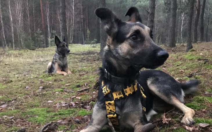 Zbiórka Zabieg TPLO u Songo - zdjęcie główne