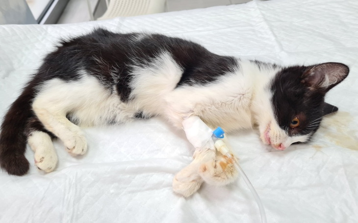 Zbiórka Panleukopenia toniemy w długach - zdjęcie główne