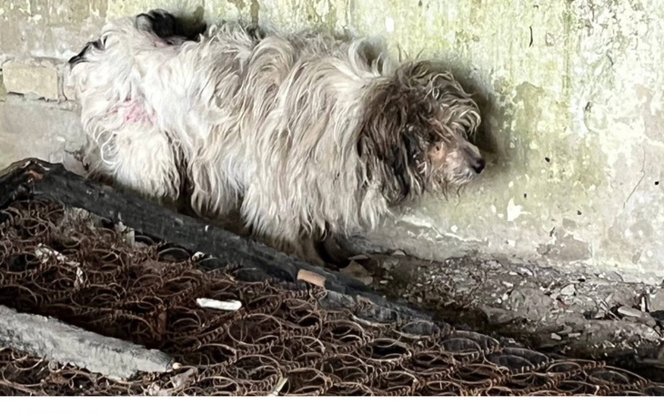 Zabiedzony pies w kącie, potrzebujący pomocy i wsparcia.