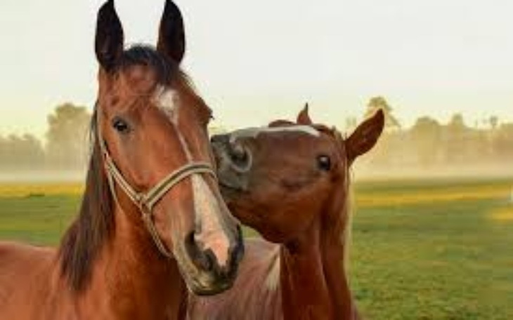 Zbiórka zbiera na marzenia - zdjęcie główne