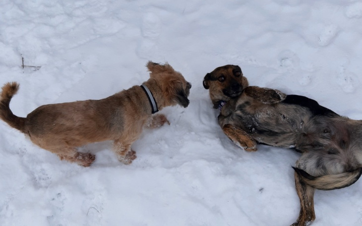 Zbiórka Sally i Lucky potrzebują pomocy - zdjęcie główne