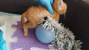 Zbiórka Rehabilitacja Nemo - miniaturka zdjęcia