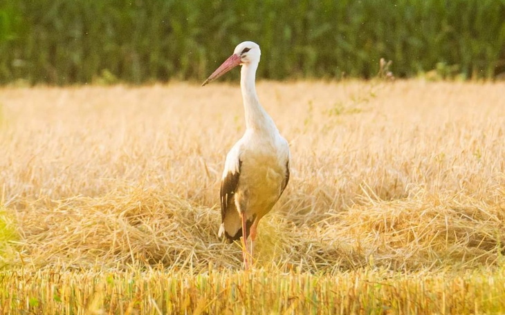Zbiórka Zbiórka na mini agroturystykę - zdjęcie główne