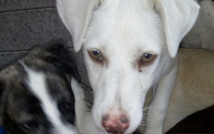 Zbiórka Sunia z Jackowa z martwicą skóry - zdjęcie główne