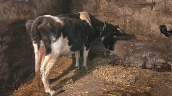 Zbiórka Nowe życie Krówki Muuwki - miniaturka zdjęcia