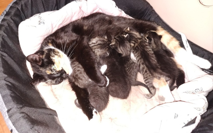 Zbiórka Pomoc dla kociaków i ich mamy - zdjęcie główne