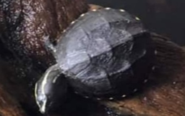 Zbiórka Na leczenie małego zółwika - zdjęcie główne