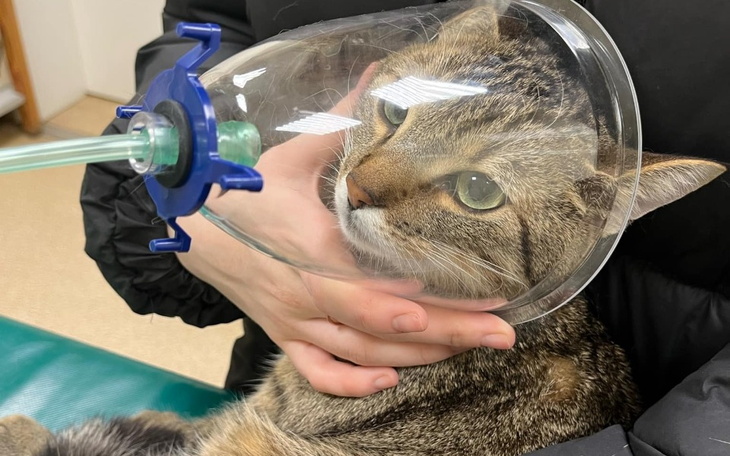 Malownicza droga otoczona jesiennymi drzewami.