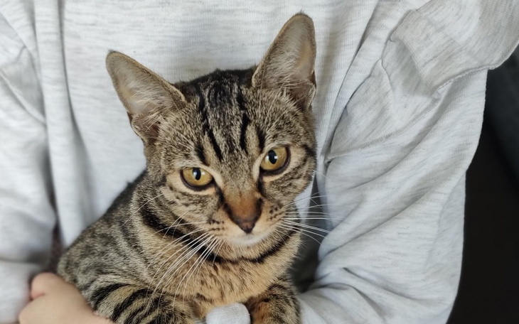 Zbiórka Cecylia walczy o życie. - zdjęcie główne