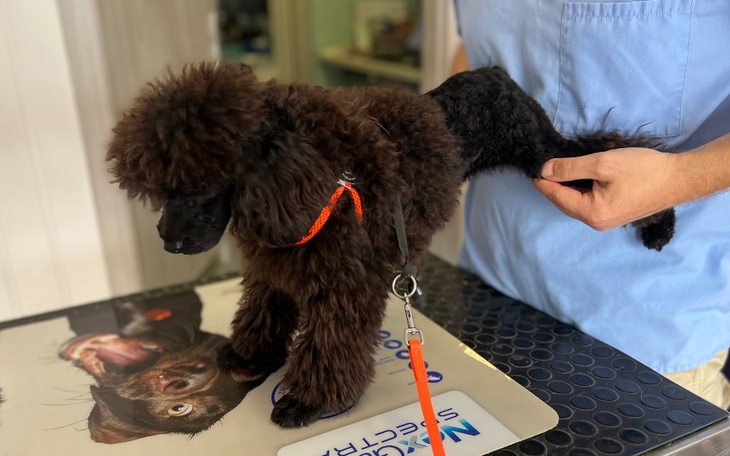 Zbiórka Młode pudle - odpady hodowlane - zdjęcie główne