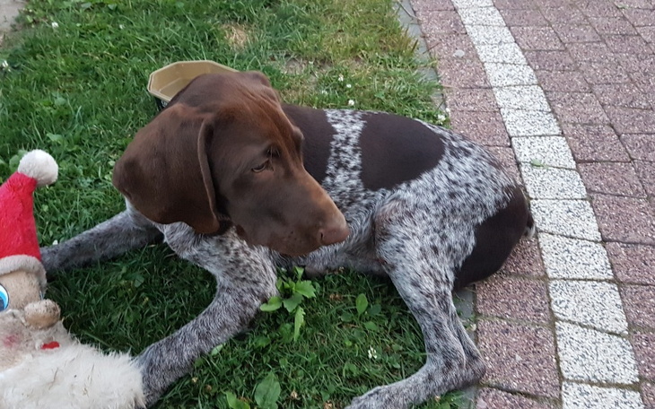 Zbiórka Pomoc na leczenie dla Elmo - zdjęcie główne