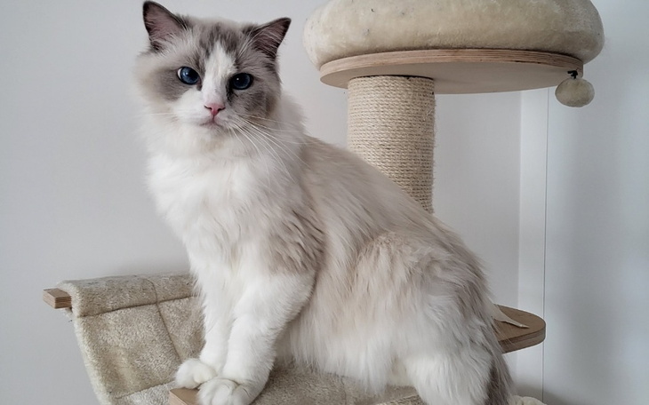 Zbiórka Ragdoll Olaf walczy o życie - zdjęcie główne